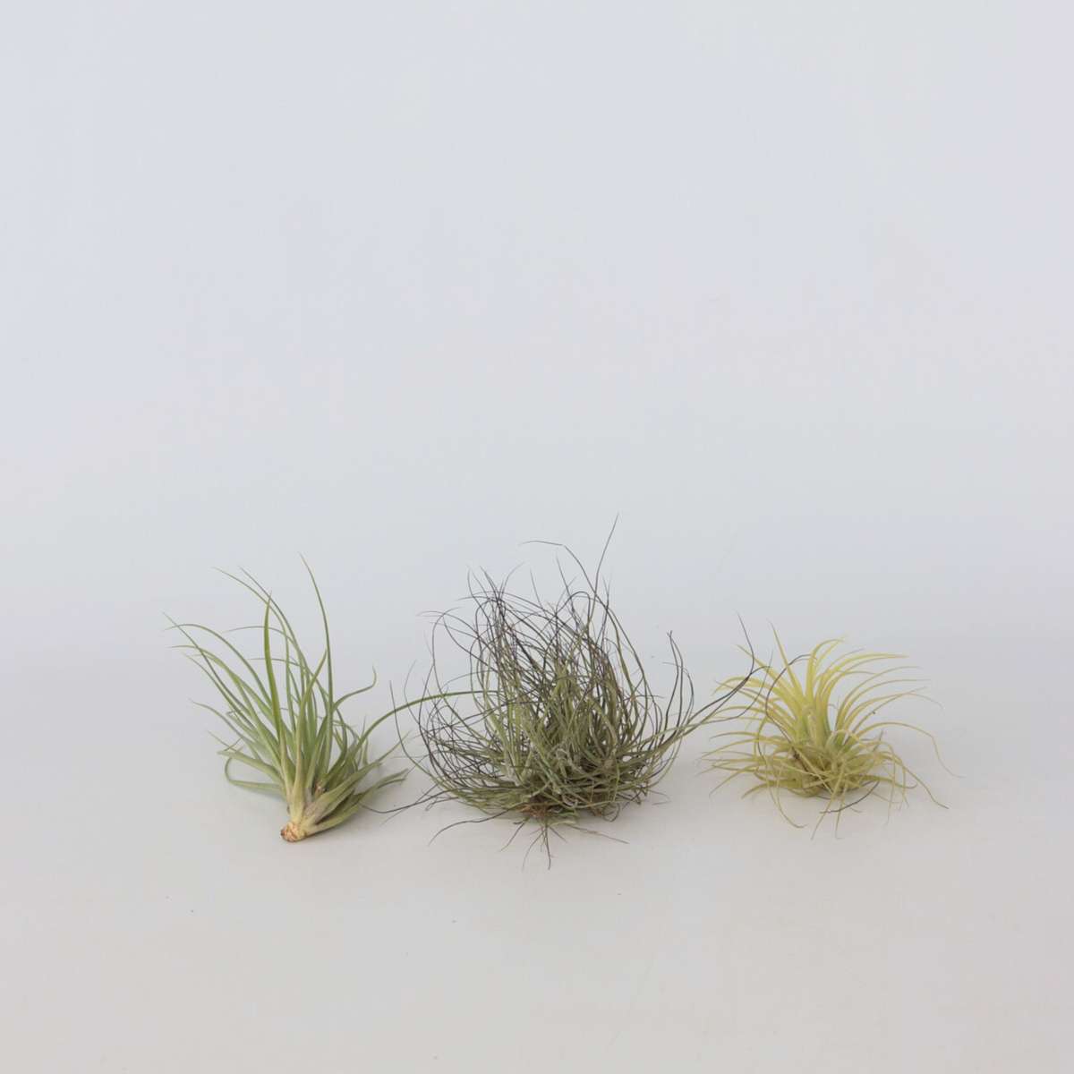 Tillandsia - Mix van 5 - Luchtplantjes