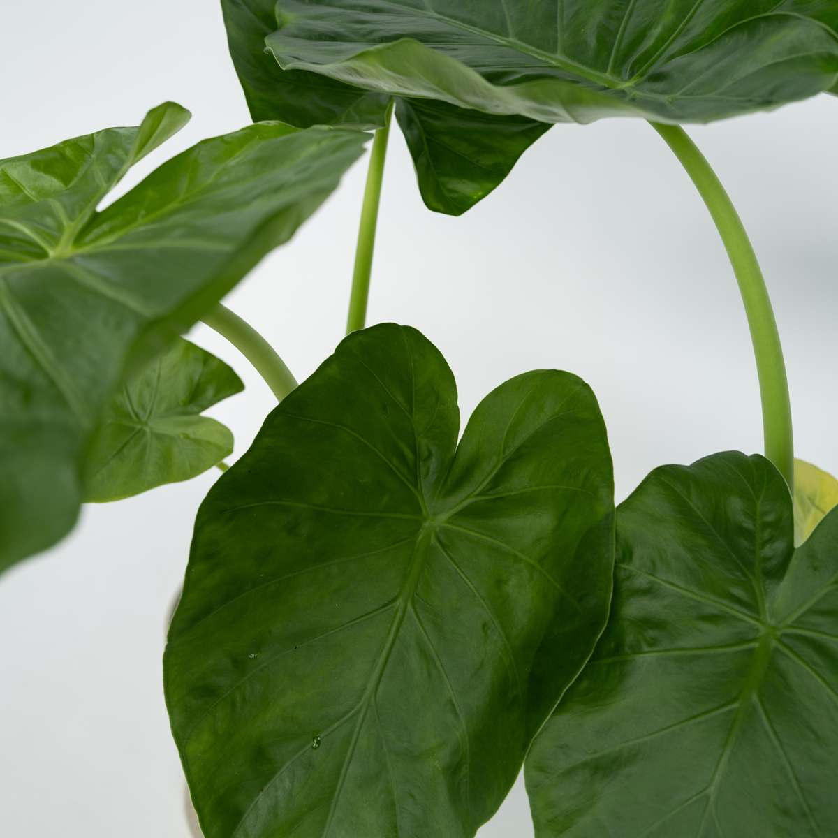 Alocasia 'Macrorrhiza' - Set van 2 - Olifantsoor