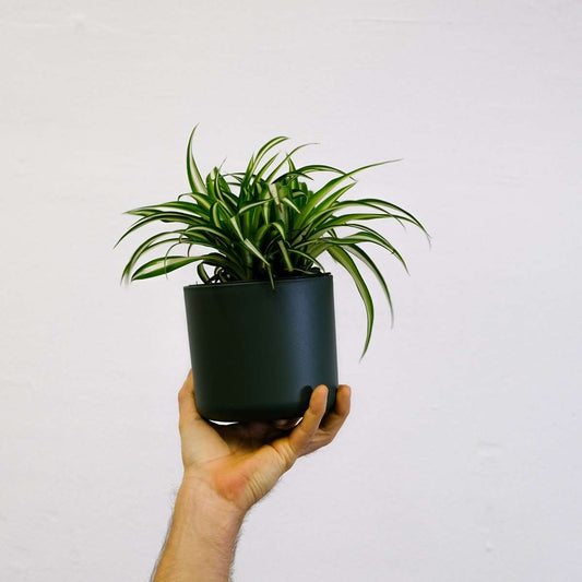 Chlorophytum comosum 'Atlantic' - Graslelie