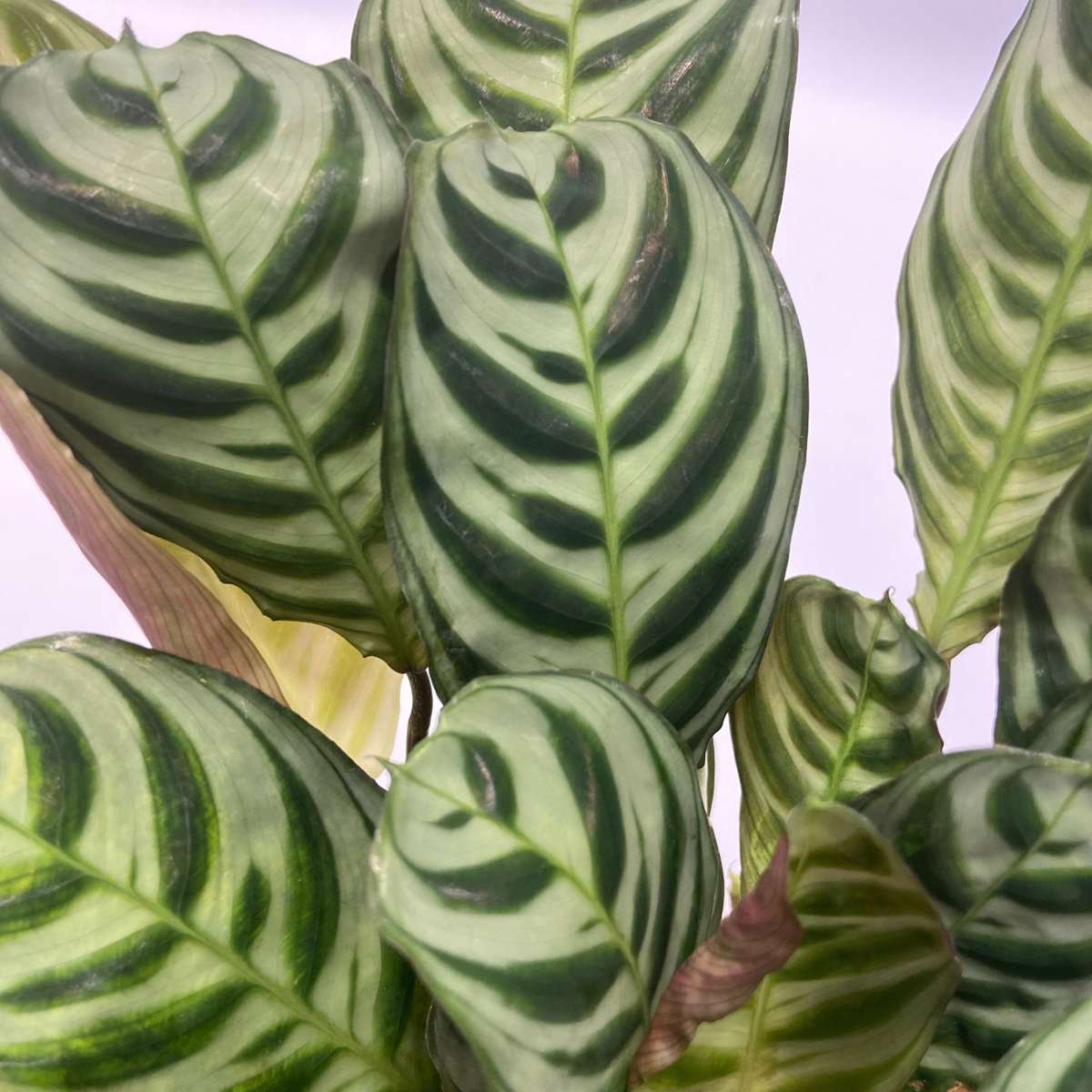 Luchtzuiverende kamerplanten - Mix van 5 stuks