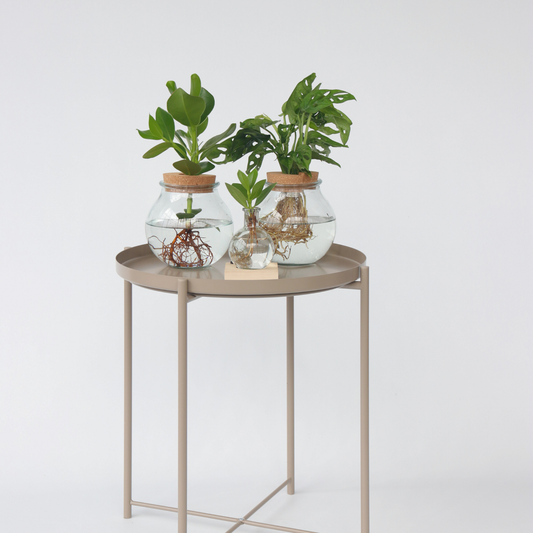 Clusia met LED-verlichting - Hydroponie - Plant in water