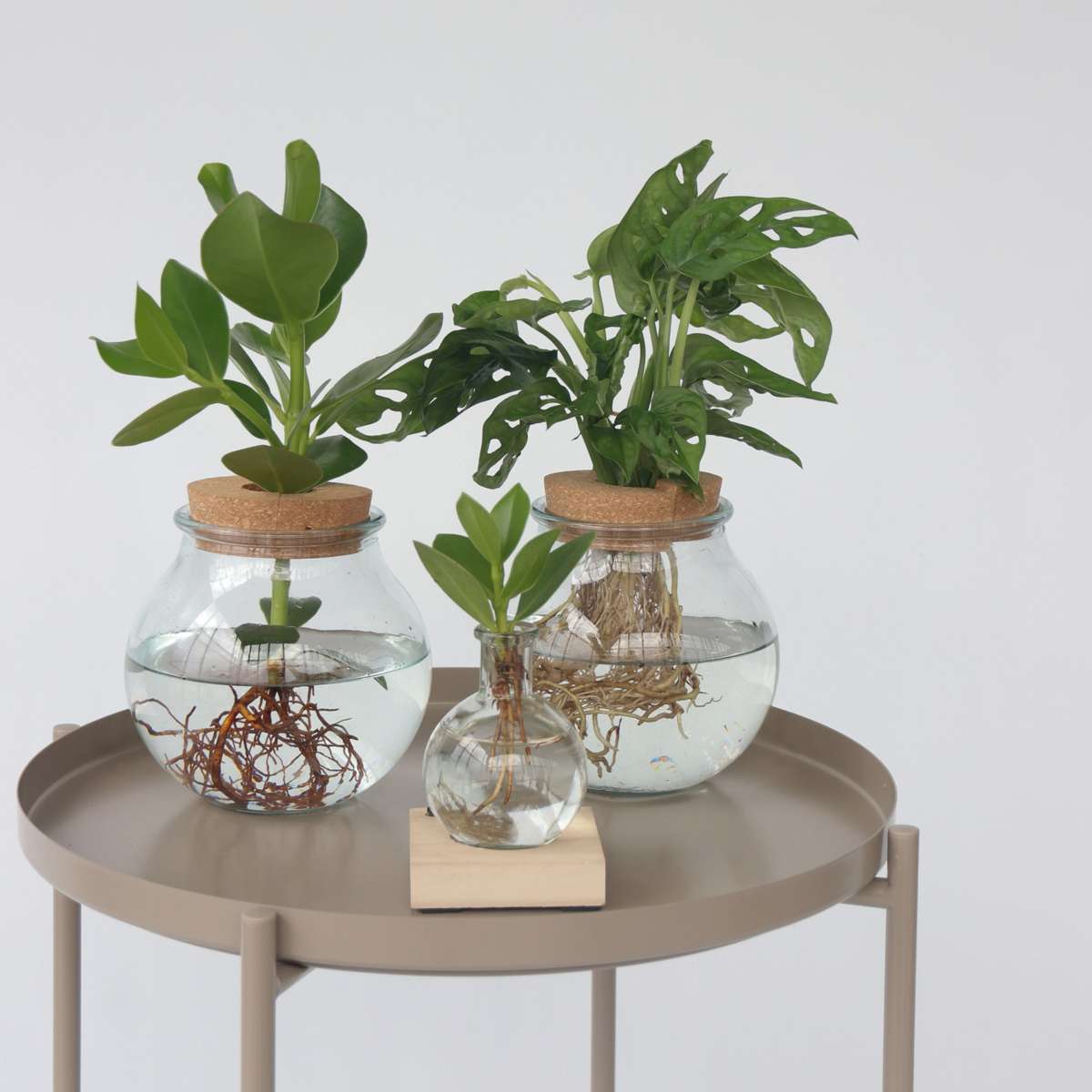 Monstera 'Monkey Mask' - Hydroponie