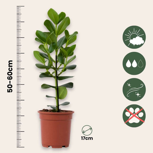 Clusia rosea 'Princess'