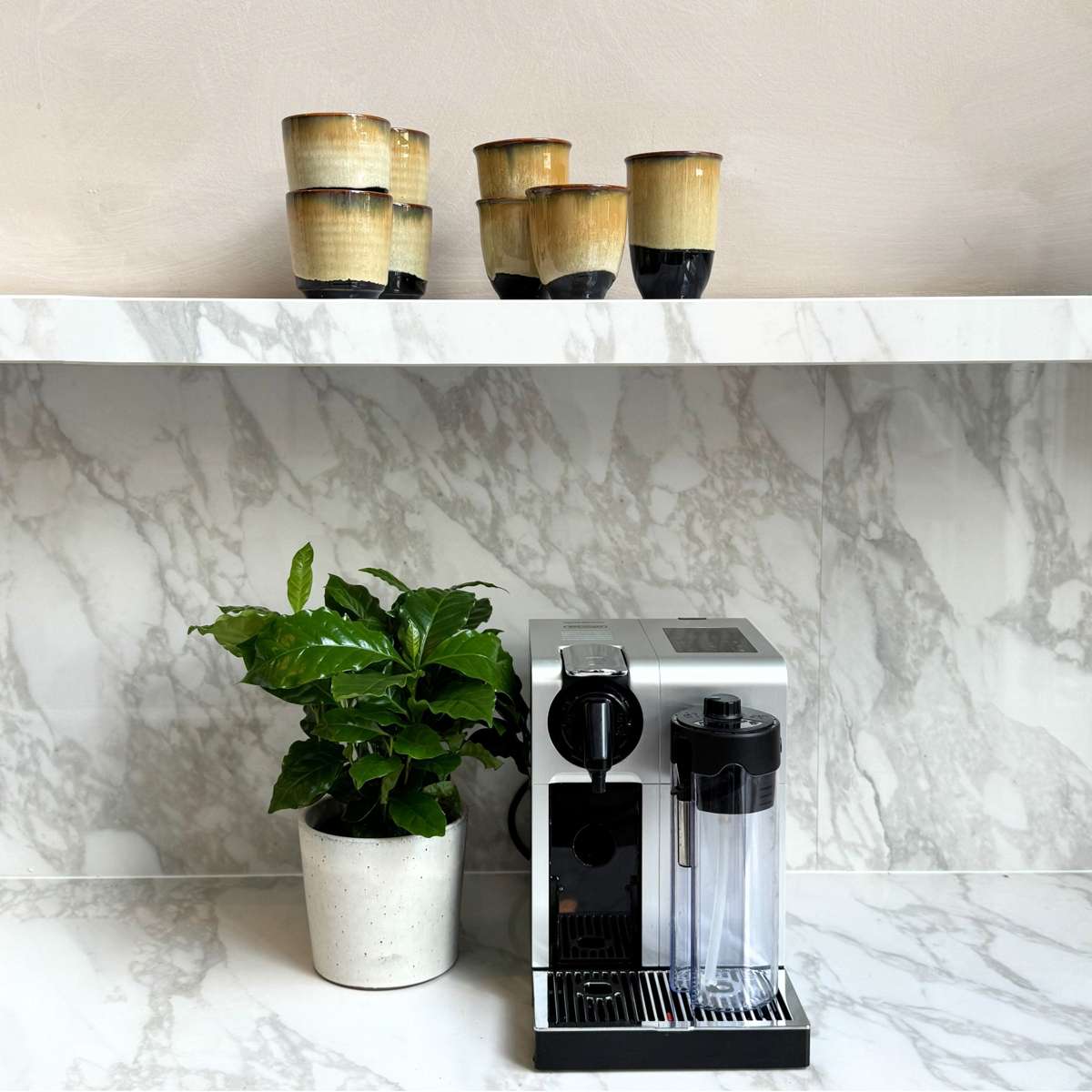 Coffea arabica - Koffieplant - Set van 2