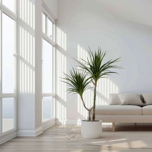 Dracaena marginata - Set van 4 - Drakenbloedboom