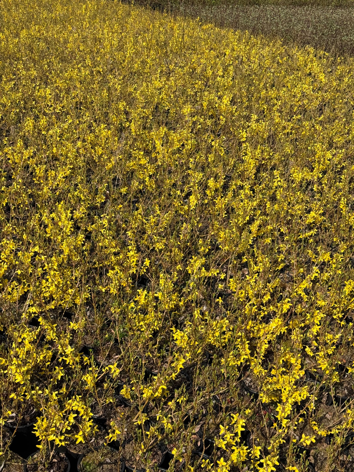 Forsythia intermedia ´Week-End´ - Chinees klokje