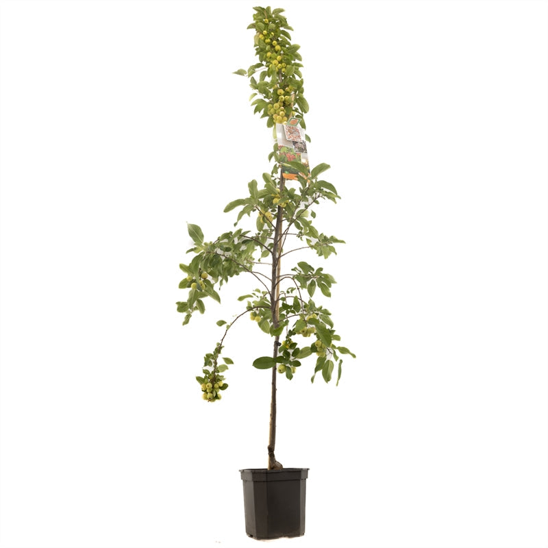 Malus Evereste - Oranje sierappel laagstam