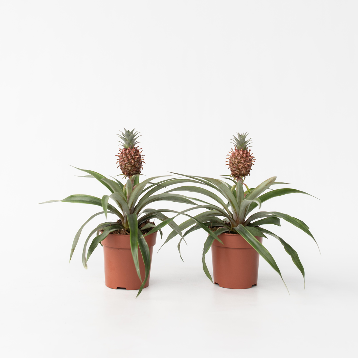Ananasplant 'Mi Amigo' - Set van 2