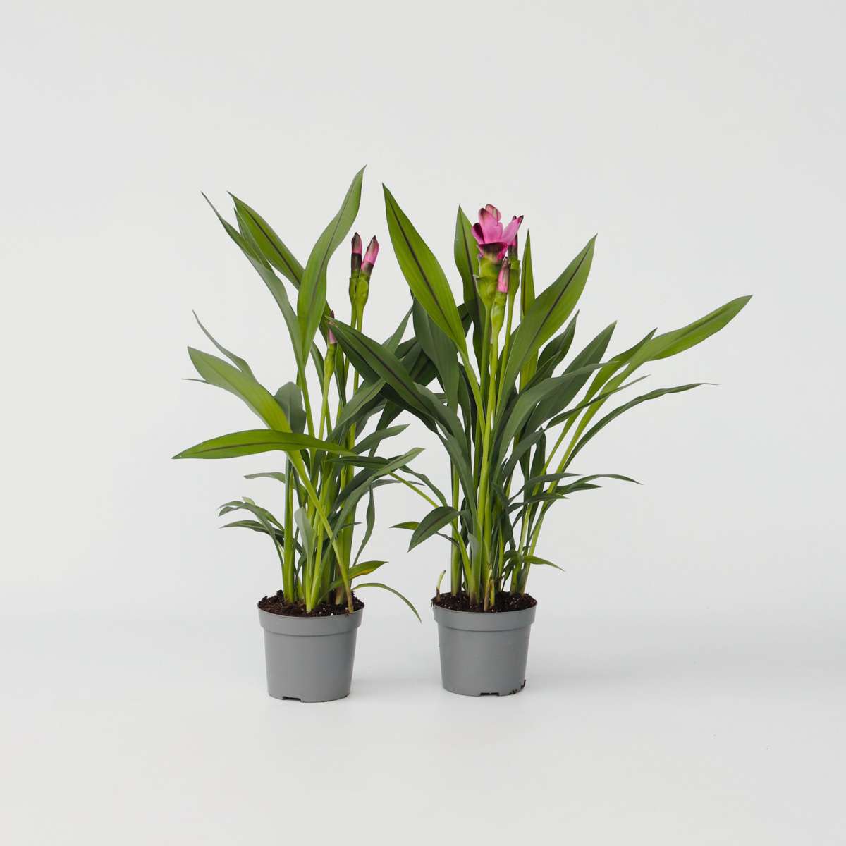 Curcuma 'Al Siam Supreme' - Set van 4