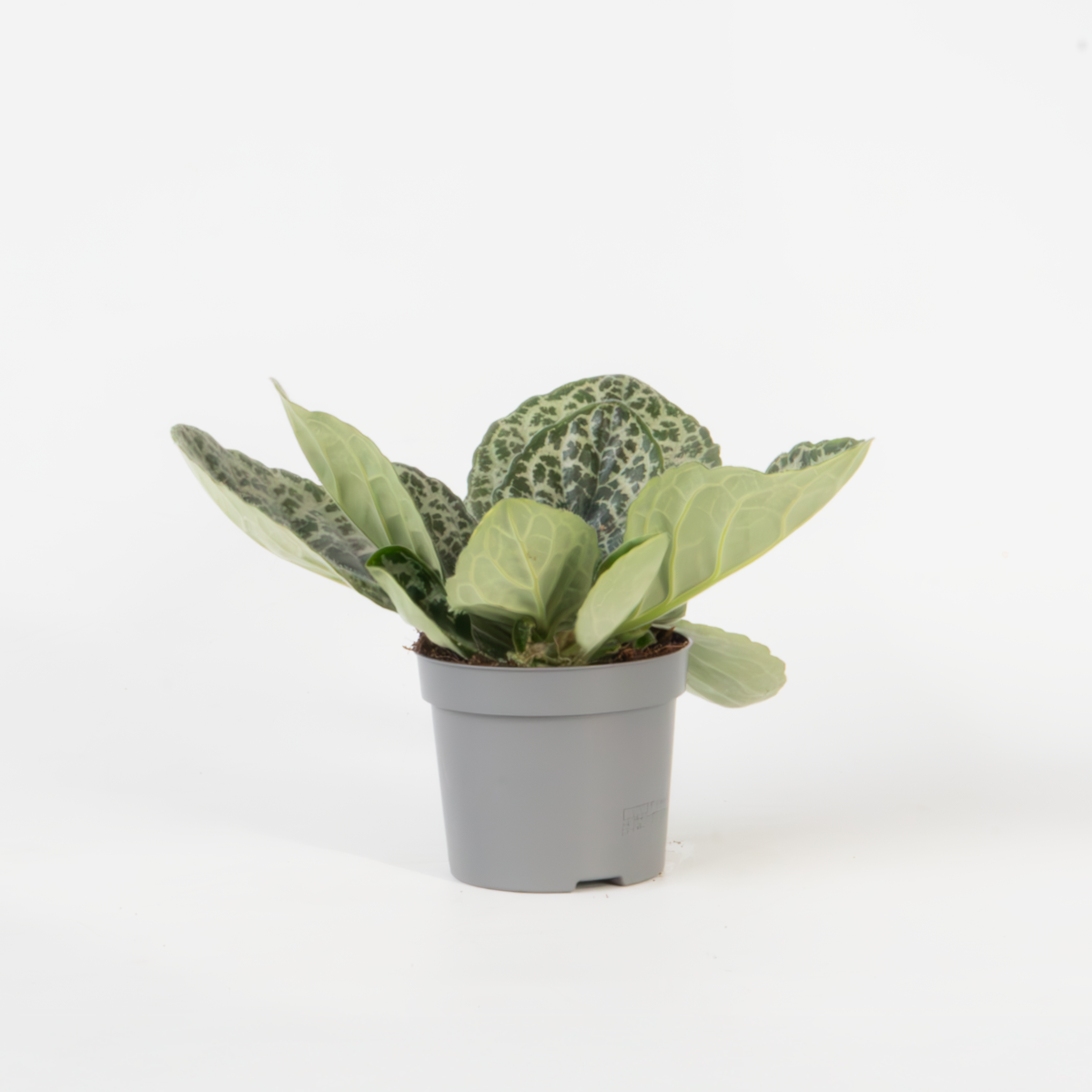 Streptocarpus 'Pretty Turtle' - Spiraalvrucht