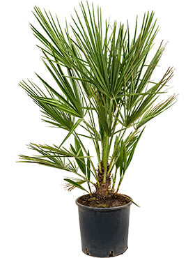 Chamaerops humilis 'Compacto'