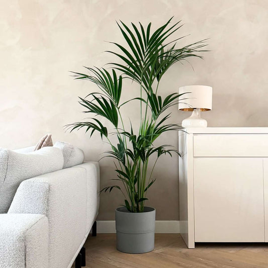 Howea Forsteriana - Kentiapalm