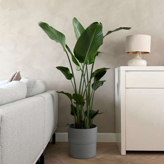 Strelitzia Nicolai - Paradijsvogelbloem