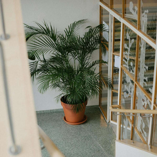 Mexicaanse dwergpalm