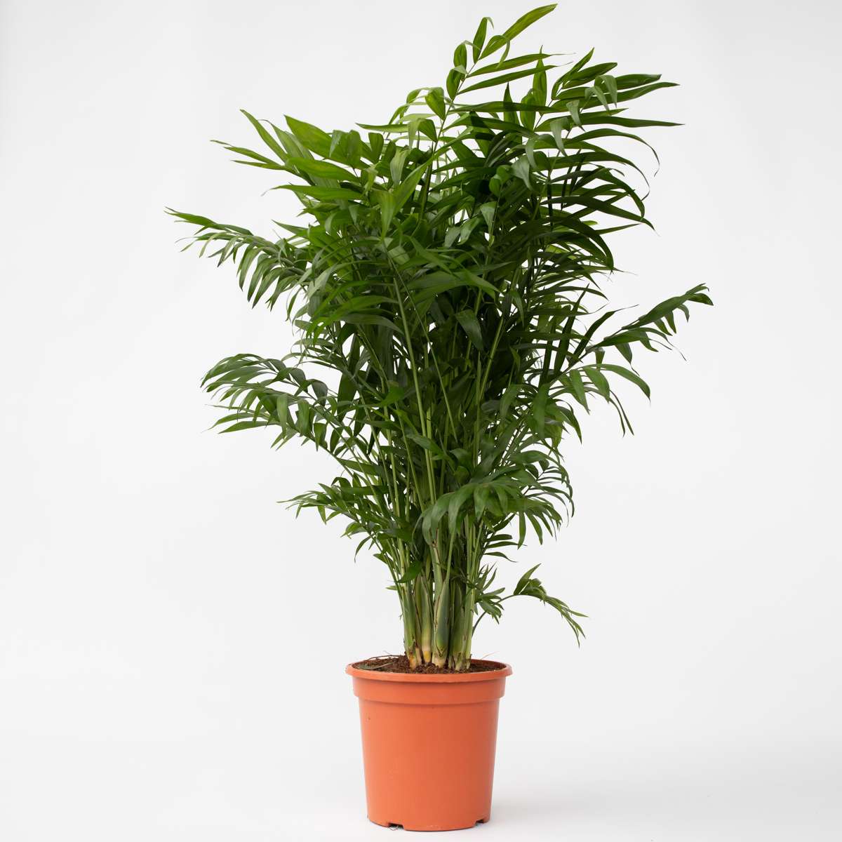 Mexicaanse dwergpalm