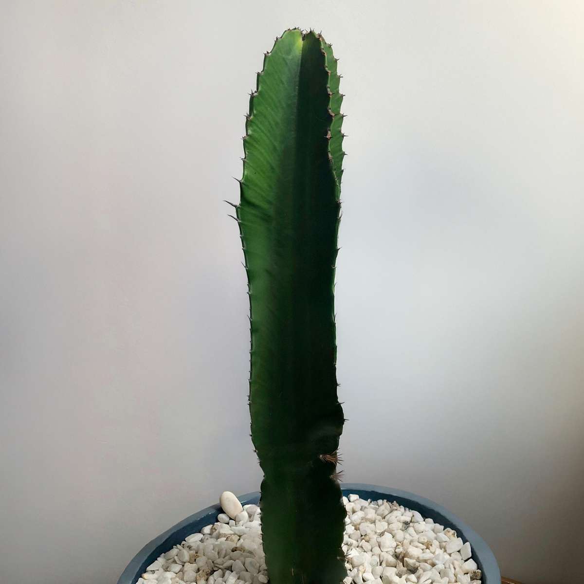 Euphorbia Ingens - Cowboycactus