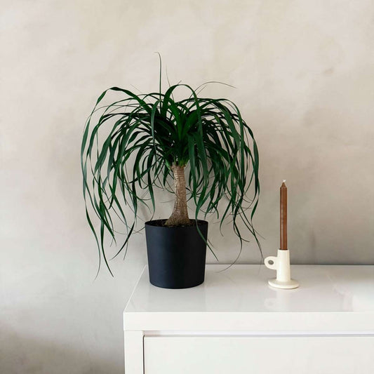 Beaucarnea recurvata - Olifantspoot