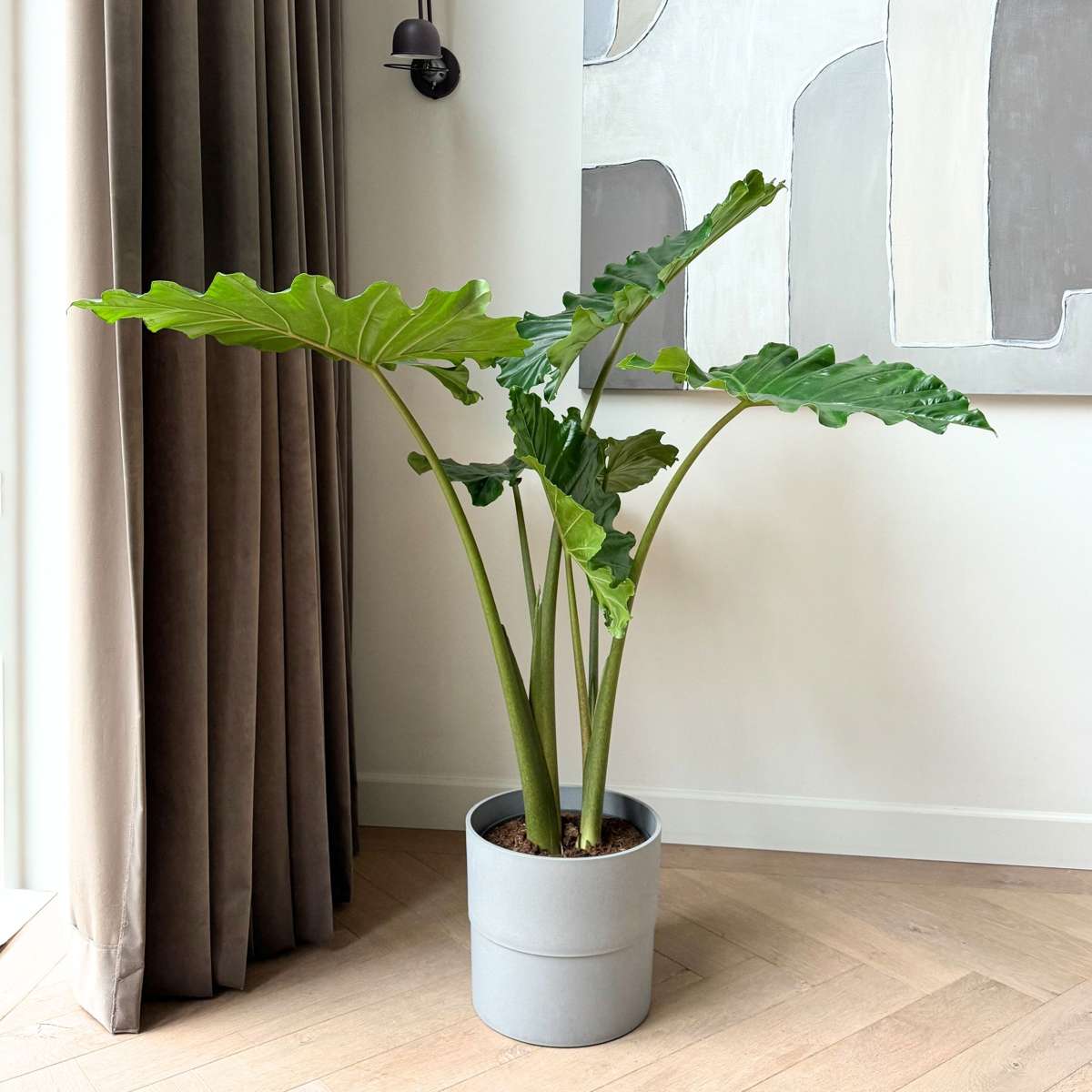 Alocasia 'Portodora' - Olifantsoor