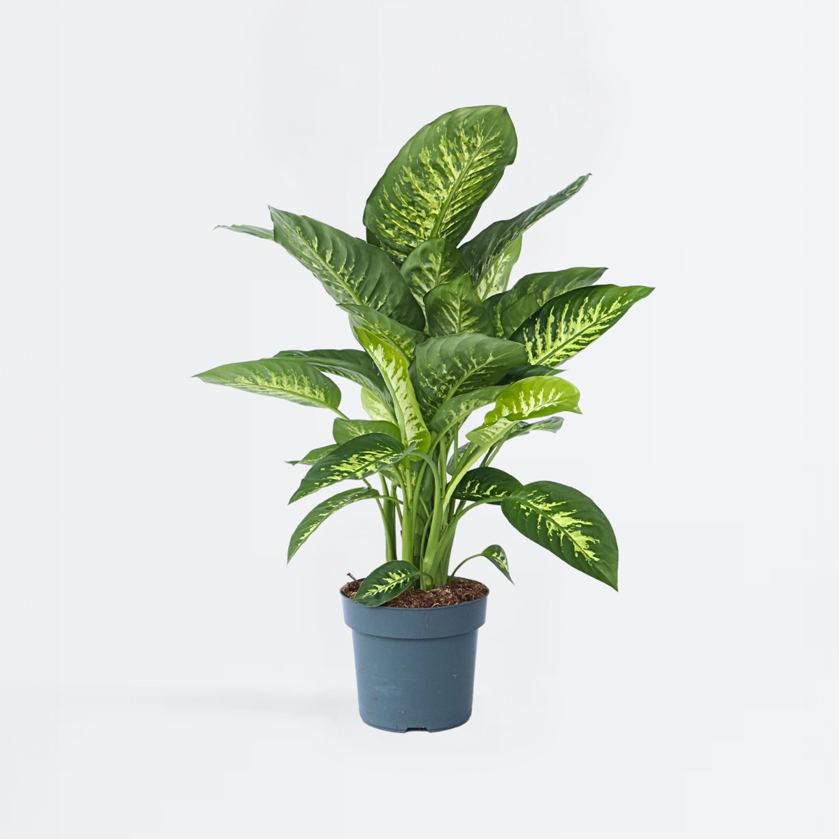 Dieffenbachia 'Tropic'