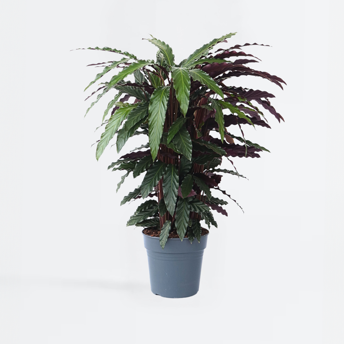 Calathea 'Wavestar' XL - Pauwenplant