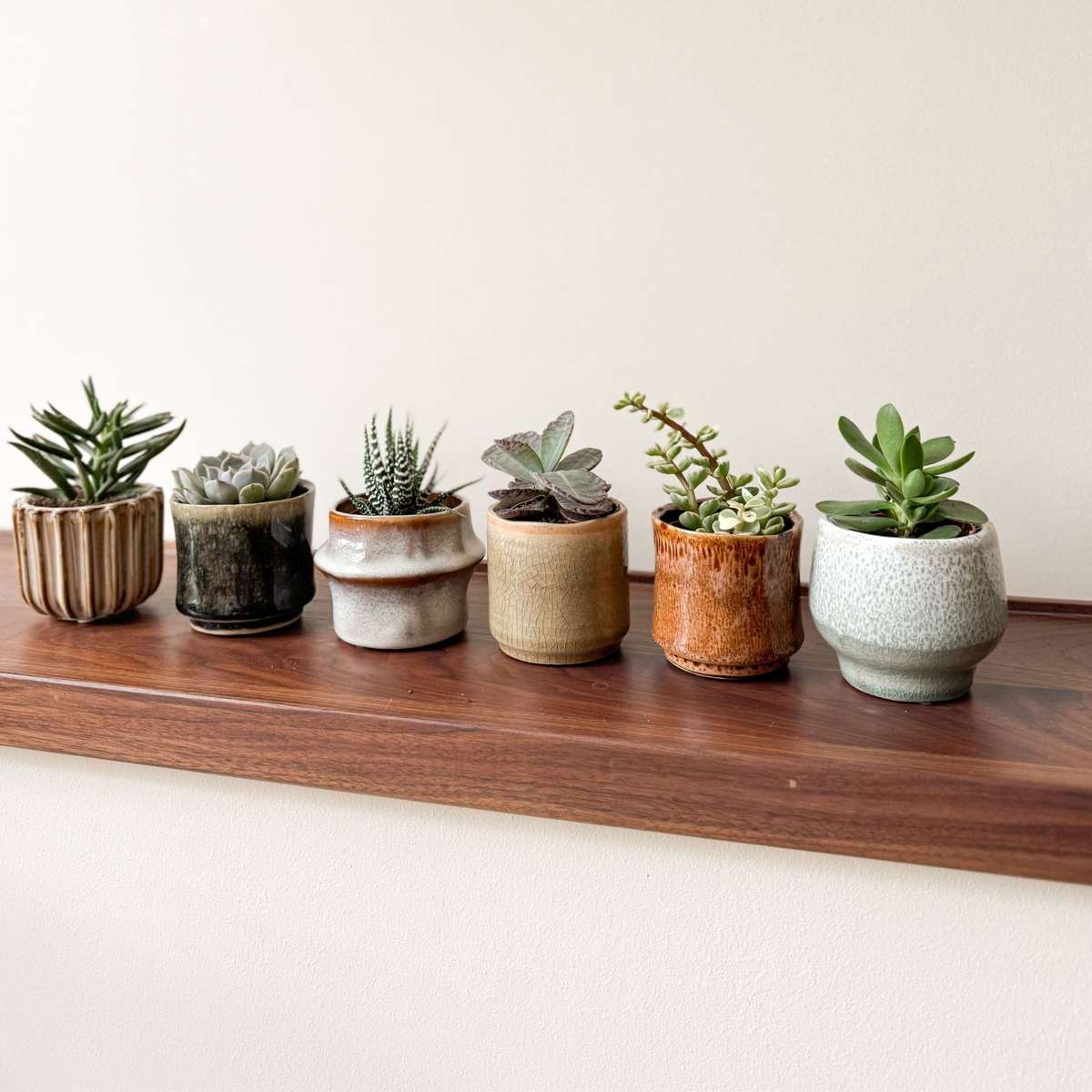 Mini-vetplanten - Mix van 6 stuks