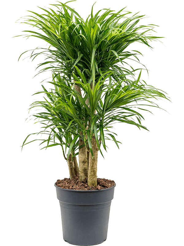 Pleomele (Dracaena) 'Anita Variegata' - Drakenboom