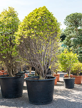 Enkianthus perulatus