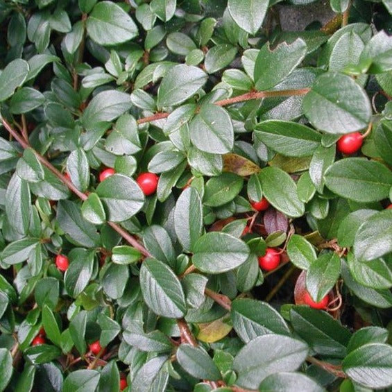 Cotoneaster dammeri - Dwergmispel