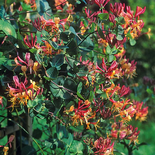Voor een bloeiende honeysuckle met levendige roze en gele bloemen, omringd door groene bladeren. Perfect voor tuinversiering en natuurlijke decoratie.