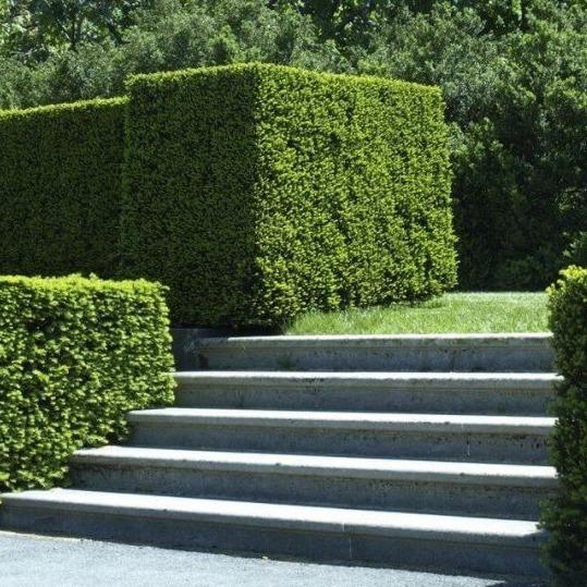 Taxus baccata - Venijnboom blote wortel