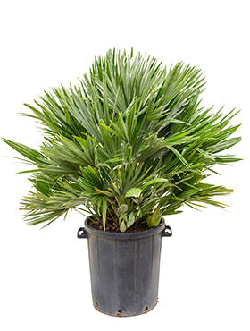 Chamaerops humilis 'Vulcano'