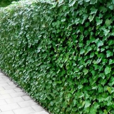 Hedera hibernica - Grootbladige klimop