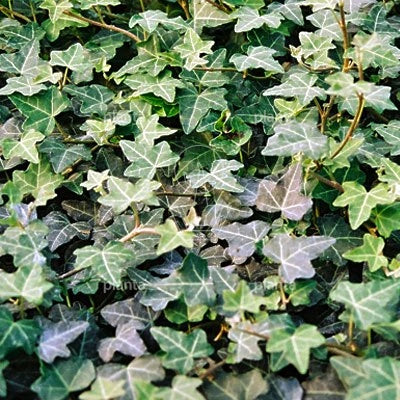 Groene ivyplanten in zwarte potten, een klein exemplaar naast een groter, verticaal geboende set met kleurrijke etiketten, ideaal voor binnen- en buitenruimte decoratie.
