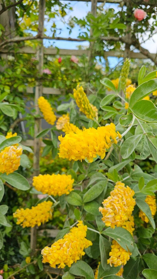 Argyrocytisus battandieri - Boombrem