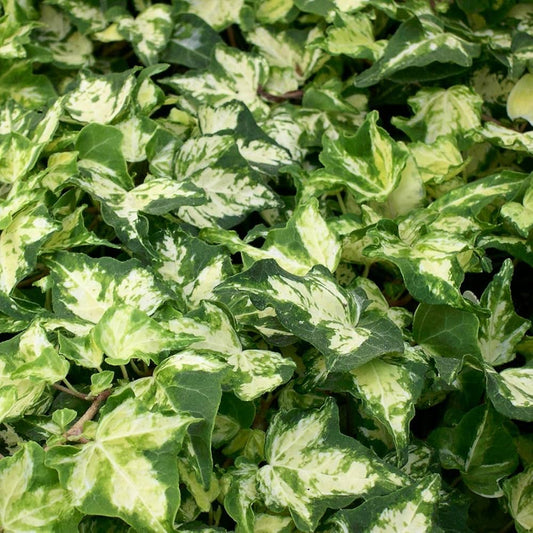 Groene klimplanten in zwarte potten, met bladeren en stengels die zich langs steunstokken ontwikkelen. Perfect voor binnen- en buitenruimtes, met zichtbare verpakkingen als decoratieve accenten.