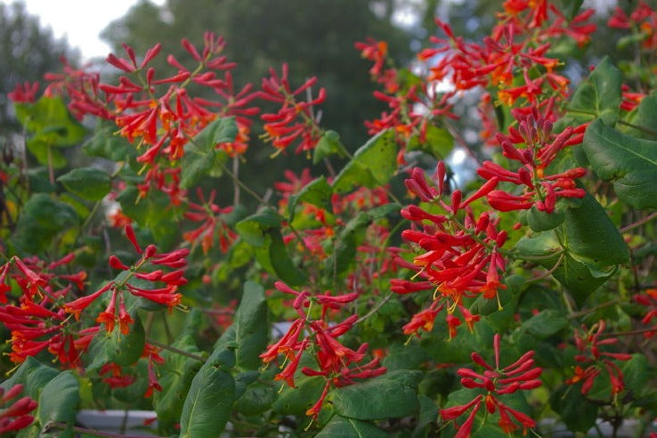 Lonicera Brownii 'Dropmore Scarlet' - Kamperfoelie