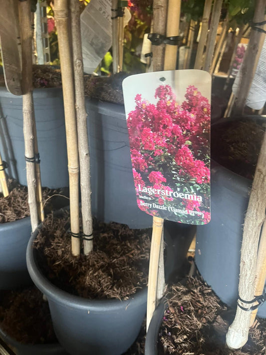 Lagerstroemia 'Berry Dazzle’ - Indische sering op stam