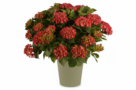 Rode hydrangea-bloemen met groene bladeren, in volle bloei op een tuinstruik. Perfect voor tuinversiering en decoratieve tuinontwerp.