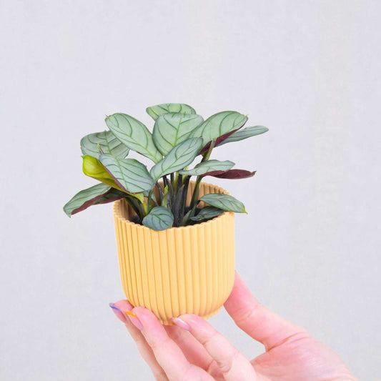 Ctenanthe amagris - Set van 2 - Gebedsplant