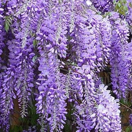 Wisteria sinensis - Blauwe regen