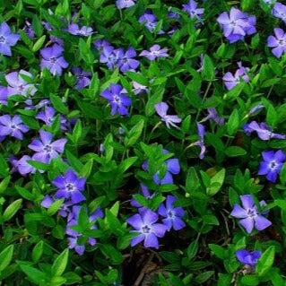 Vinca minor - Kleine Maagdenpalm