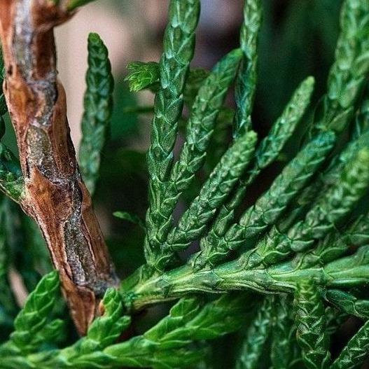 Cupressocyparis leylandii - Conifeer