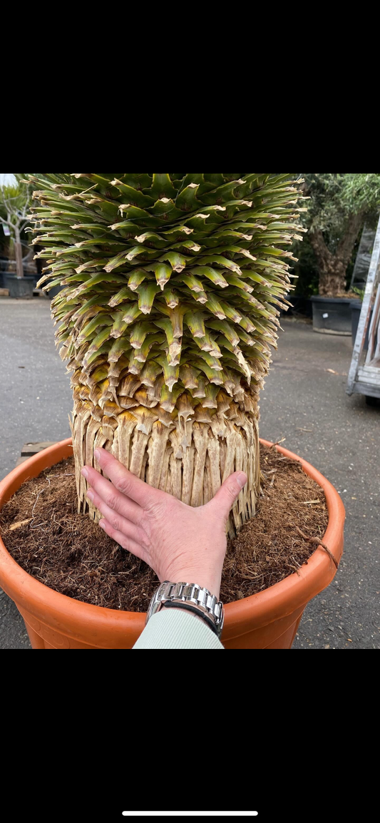 Yucca Rostrata op stam xxl