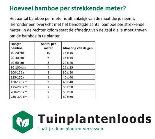 Fargesia 'Obelisk' - Niet woekerende bamboe
