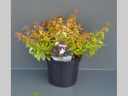 Abelia grandiflora 'Kaleidoscope' 20-30cm