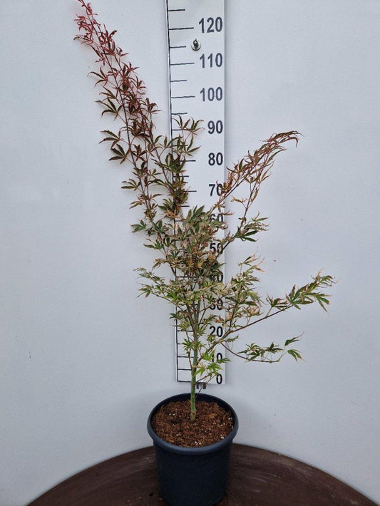 Acer palmatum ‘Shirazz’ – Japanse esdoorn (Struik of op stam)