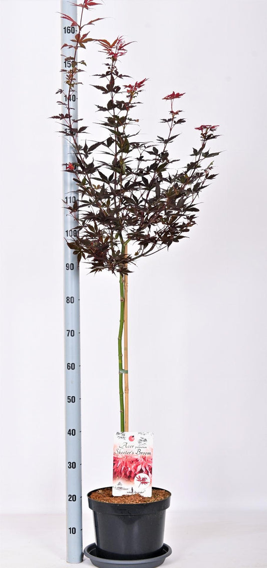 Acer palmatum 'Skeeter's Broom' - Japanse Esdoorn op stam