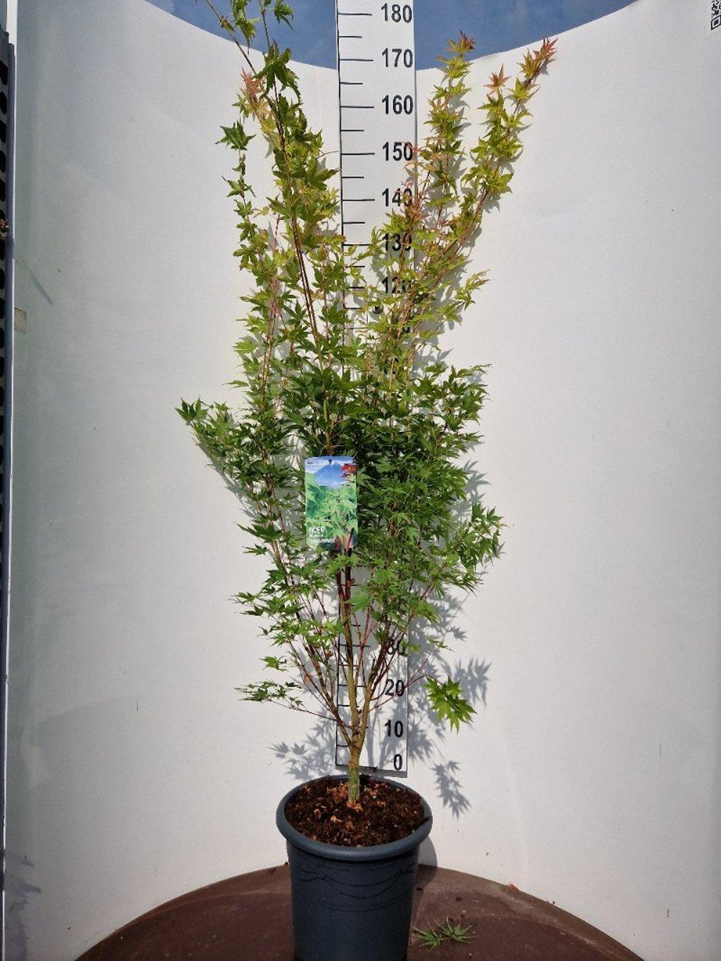 Acer palmatum ‘Sangokaku’ – Japanse esdoorn