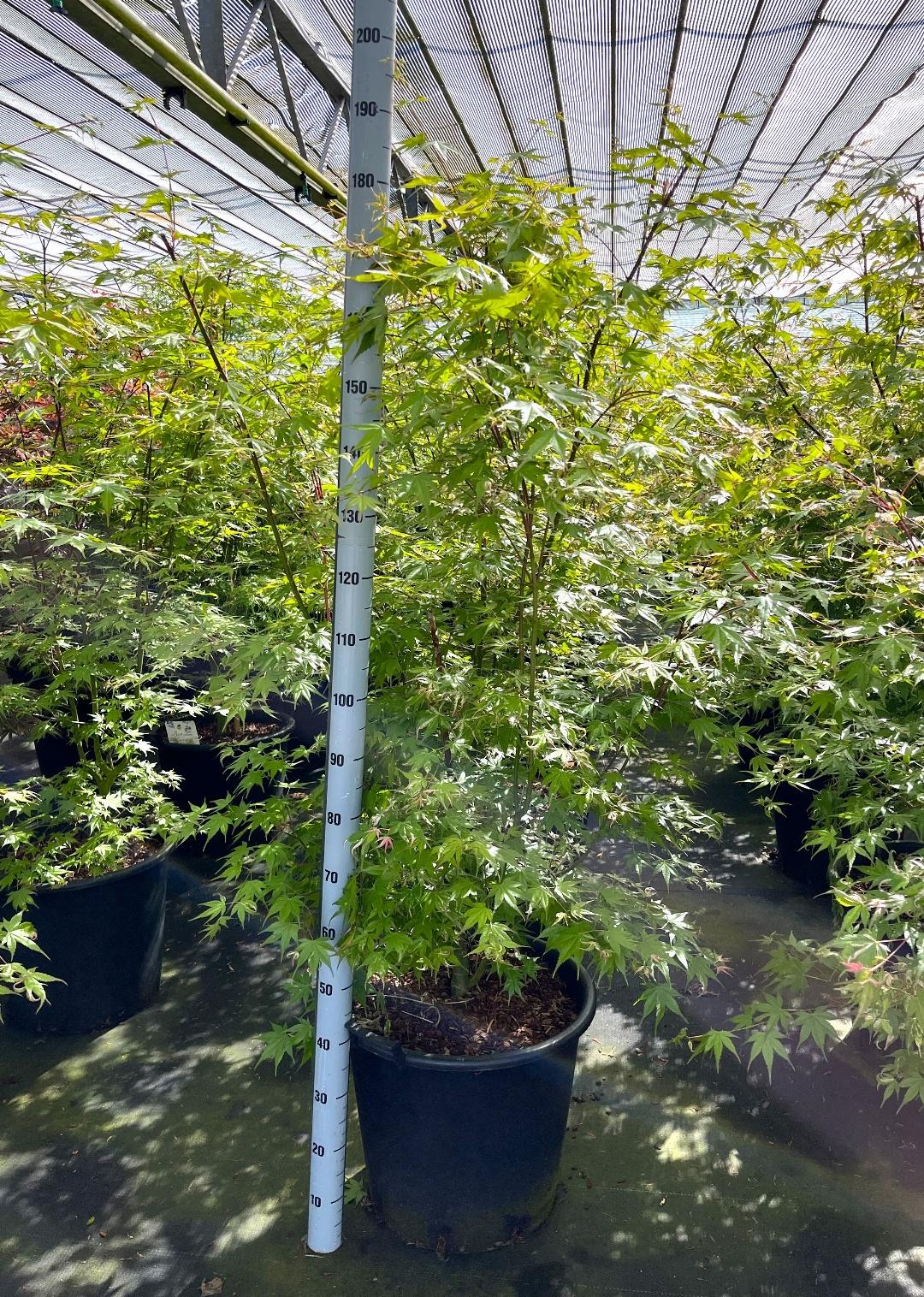 Acer palmatum 'Oridono-nishiki' - Bonte Japanse Esdoorn