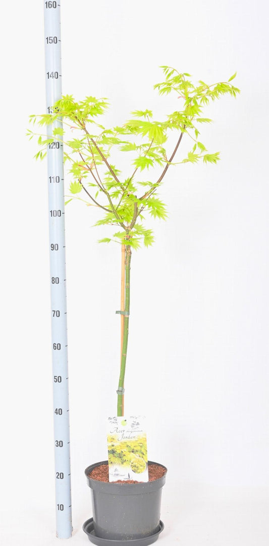 Acer shirasawanum 'Jordan' - Japanse Esdoorn op stam